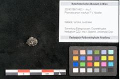 Foto (Objekt + Etikett) von Phymatocaryon mackayi F.V. Mueller (NHMW-GEO-2024-0188-10462)